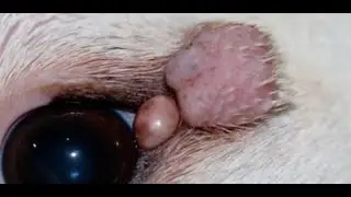 Does your pet have a lump on its eyelid? Everything you need to know about eyelid tumors