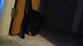 Rose has a short moment of zoomies then hides