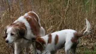 Kooikerhondje Beetle celebrated her 15th birthday!