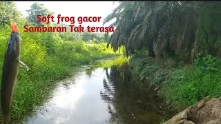 Mancing Ikan Gabus Teknik Casting, Umpan Alkha lure super anti mocel