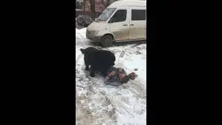 Пес хочет мужика)