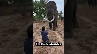 Der elefant raubte den jungen aus 🐘😮