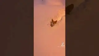 Сахалинский корги в снегу набрал 10 миллионов просмотров в TikTok