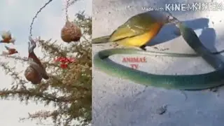 beginilah cara burung menyelamatkan rumah nya