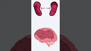 Why Mercury is a Neurotoxin