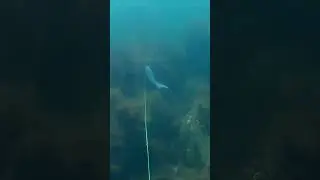 Отличный выстрел. Shorts