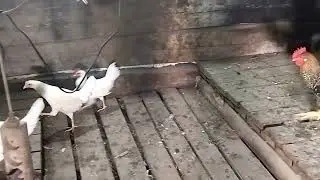 Декабл и Леггорн как отличить! вот в чëм вопрос.