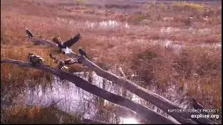Mississippi River Flyway 10-28-24 Eagle action on the river