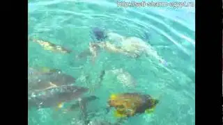 Отель Сети Шарм. Пляжные рыбки красного моря