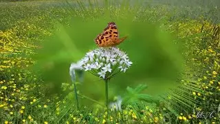 🌷 ВАЛЬС бабочек  - Игорь Двуреченский.  Igor Dvurechensky - Waltz Of The Butterfly