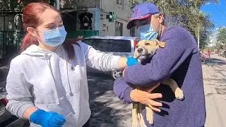 Щенок Жора приехал в ветклинику/Котёнок борется за жизнь