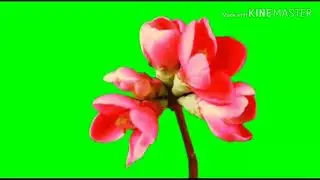 green screen flowers