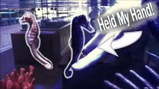 Rare Yumas and Holding Hands With Seahorses!