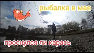 Проснулся ли карась?  Рыбалка на поплавок в начале мая.