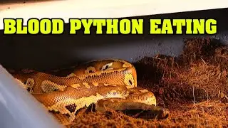 Feeding Blood Python! Live feeding of a quail to blood python!