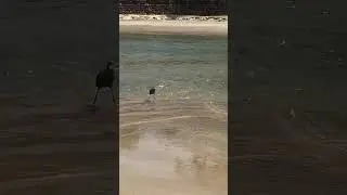 Птица Гоа