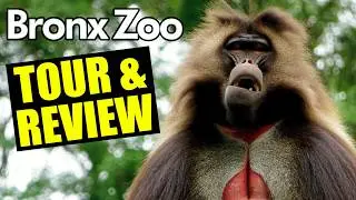 Bronx Zoo Tour & Review