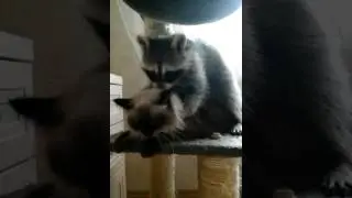 Енот делает массаж кошке