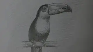 Рисуем экзотическую птицу поэтапно. Zeichnung eines exotischen Vogels