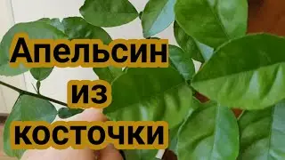 Апельсин из косточки ✅ Вот что выросло в нашем горшке