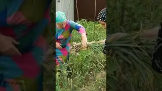 Нохчийн комаьрша синош