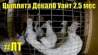 [VLOG_ЛТ#159]: цыплятам Декалб Уайт 2,5 месяца