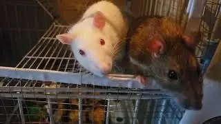 Chill Ratties #2
