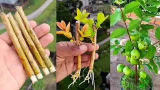 How to propagate guava tree from cuttings || Easy method to grow guava tree