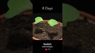 Radish Timelapse #shorts