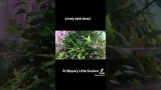 Lovely aquascaping ideas