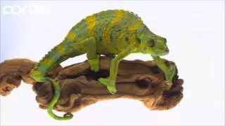 Modern Reptile Tribute Seven: Chamaeleo melleri / Giant One-horned Chameleon - Lizard.