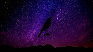 LIZER - Lame Ass