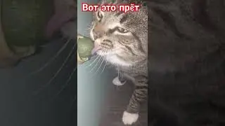 #залетит #сварной #cat #подпишись #catlover #кошачьямята