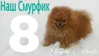 Наш Смурфик - 8 (собака шпиц!)