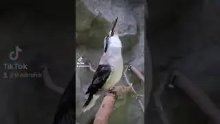 A Very Vocal Bird