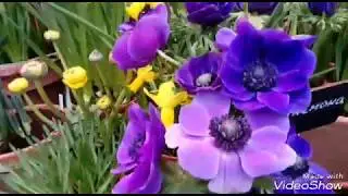 Репетиция Весны | Аптекарский Огород