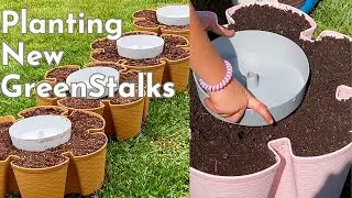 Planting the New Maple and Cherry Blossom Pink GreenStalks