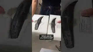 Fossil Cast vs Fossil