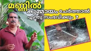 കുമ്മായം മണ്ണിൽ ചേർത്താൽ സൂക്ഷ്മജീവികൾ നശിക്കിലെ| How to change your Soil PH
