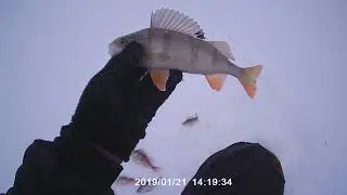 Амелькина грива озеро Чаны 21 01 2019 окунь