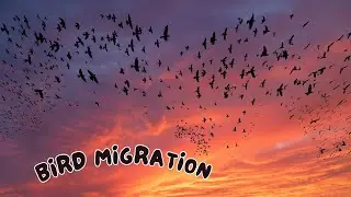 Bird migration | Evening Bird Show | Bird watching