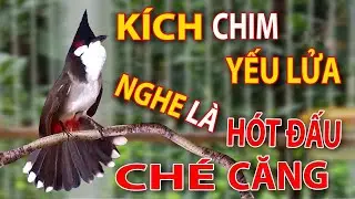 Luyện chào mào hót sáng 2024, QUÁ HAY - CHÉ KÍCH BỔI CĂNG ĐÉT, luyện chào mào hót căng lửa, chao mao