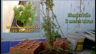 Dicas importantes part 01:Coentro,cebolinha,manjericão e orégano+preço