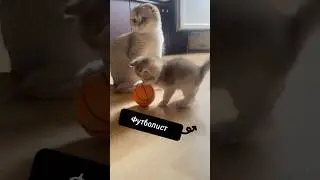 Кот футболист #смешныеживотные #cat #kitten #yourcat #yutube #moskov #москва