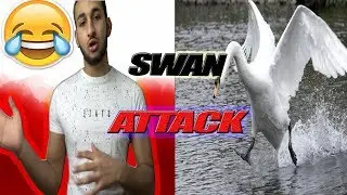ATTACKED BY A SWAN
