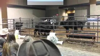 Working with cattle