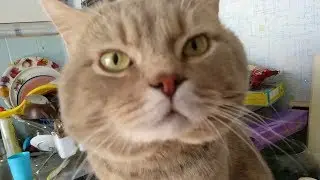 How Cats Say 