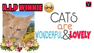 CATS ARE WONDERFUL AND LOVELY|| FUNNY WINNIE R.I.P