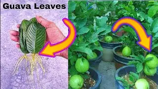 Amazing technique of producing seedlings from guava leaves
