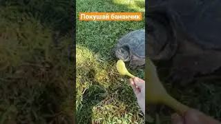 Хотела покормить черепаху | Весёлая Утка